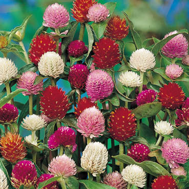 Gomphrena globosa 'Mixed'