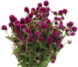 Gomphrena globosa 'Purple'