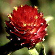 Gomphrena haageana 'Strawberry Fields' - 250 zaden (1 g)