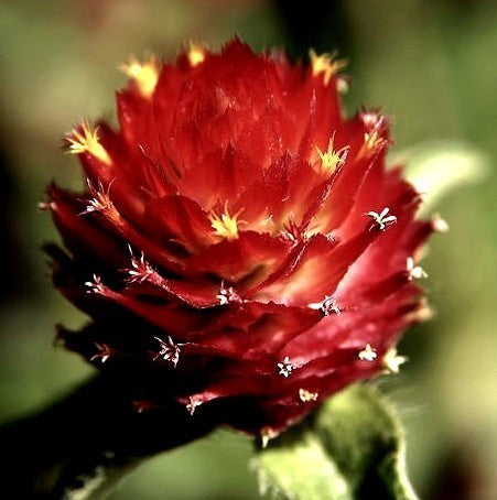 Gomphrena haageana 'Strawberry Fields'