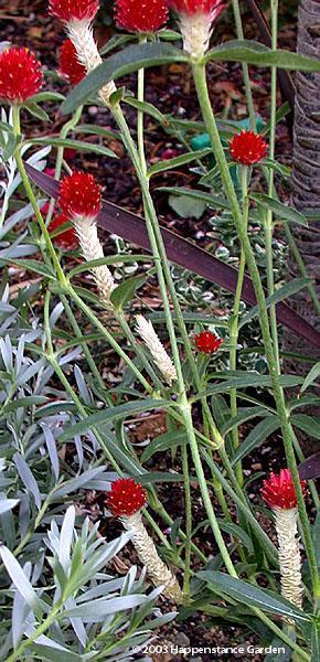 Gomphrena haageana 'Strawberry Fields'