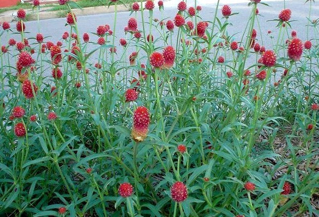 Gomphrena haageana 'Strawberry Fields'