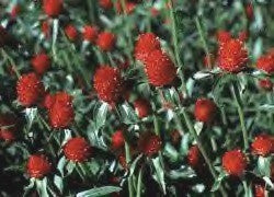 Gomphrena haageana 'Strawberry Fields'