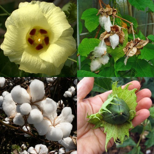 Gossypium herbaceum ssp africanum
