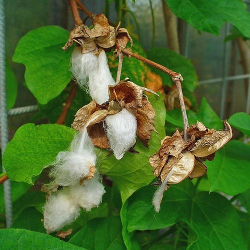 Gossypium herbaceum ssp africanum