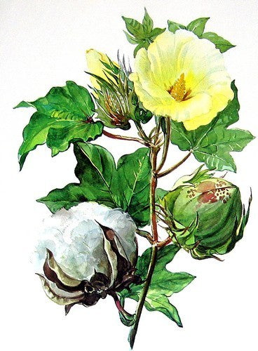 Gossypium herbaceum ssp africanum