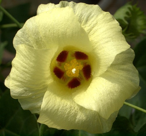 Gossypium herbaceum