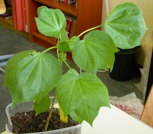 Gossypium herbaceum