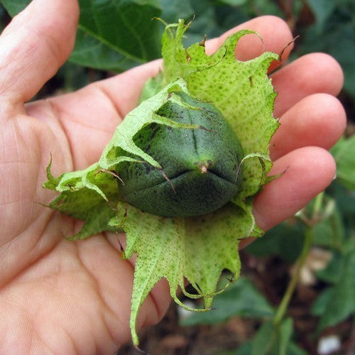 Gossypium herbaceum