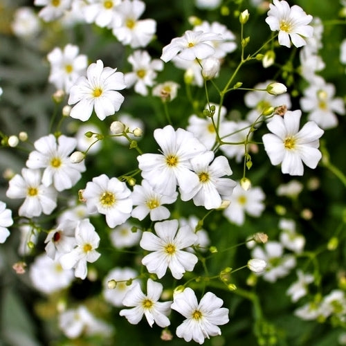 Gypsophila elegans 'Covent Garden'