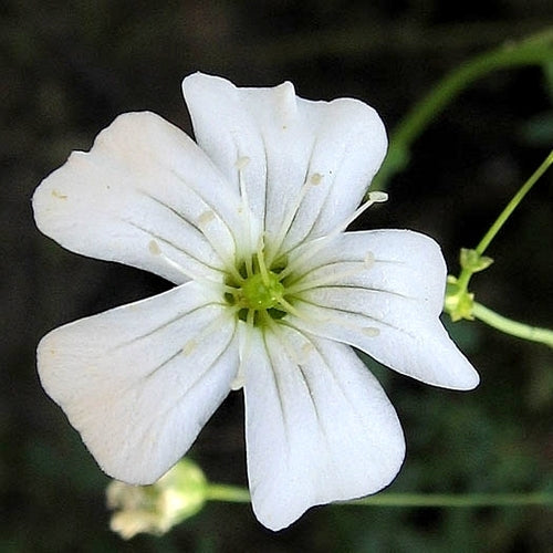 Gypsophila elegans 'Covent Garden'