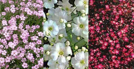 Gypsophila elegans 'Mixed'