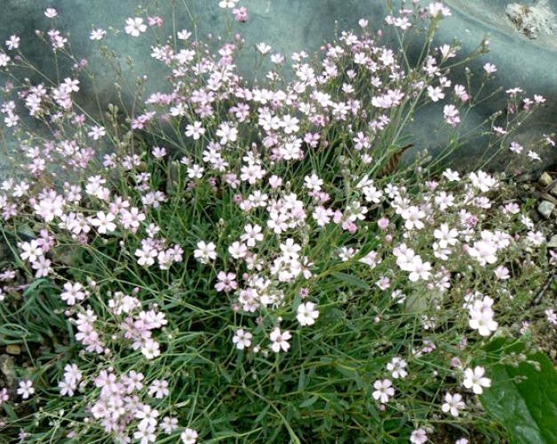 Gypsophila elegans 'Rosa'