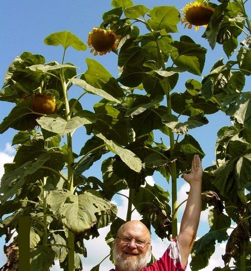 Helianthus annuus 'American Giant'