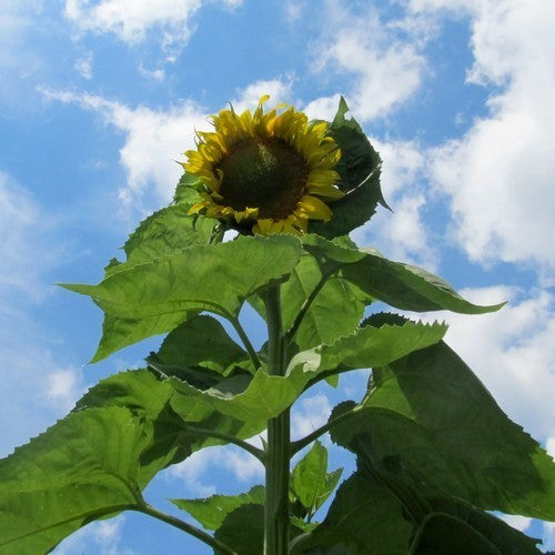 Helianthus annuus 'American Giant'