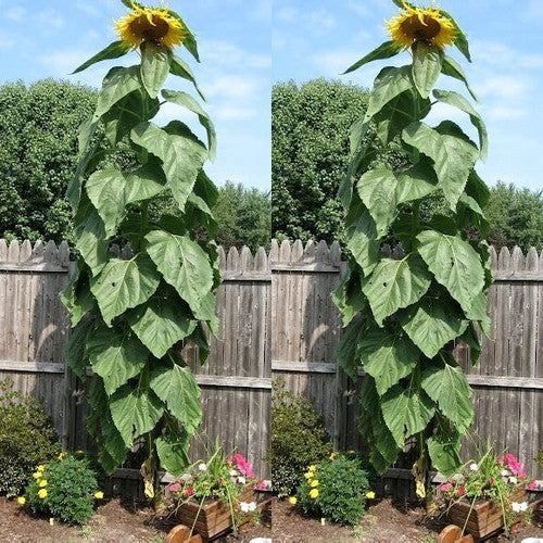Helianthus annuus 'American Giant'