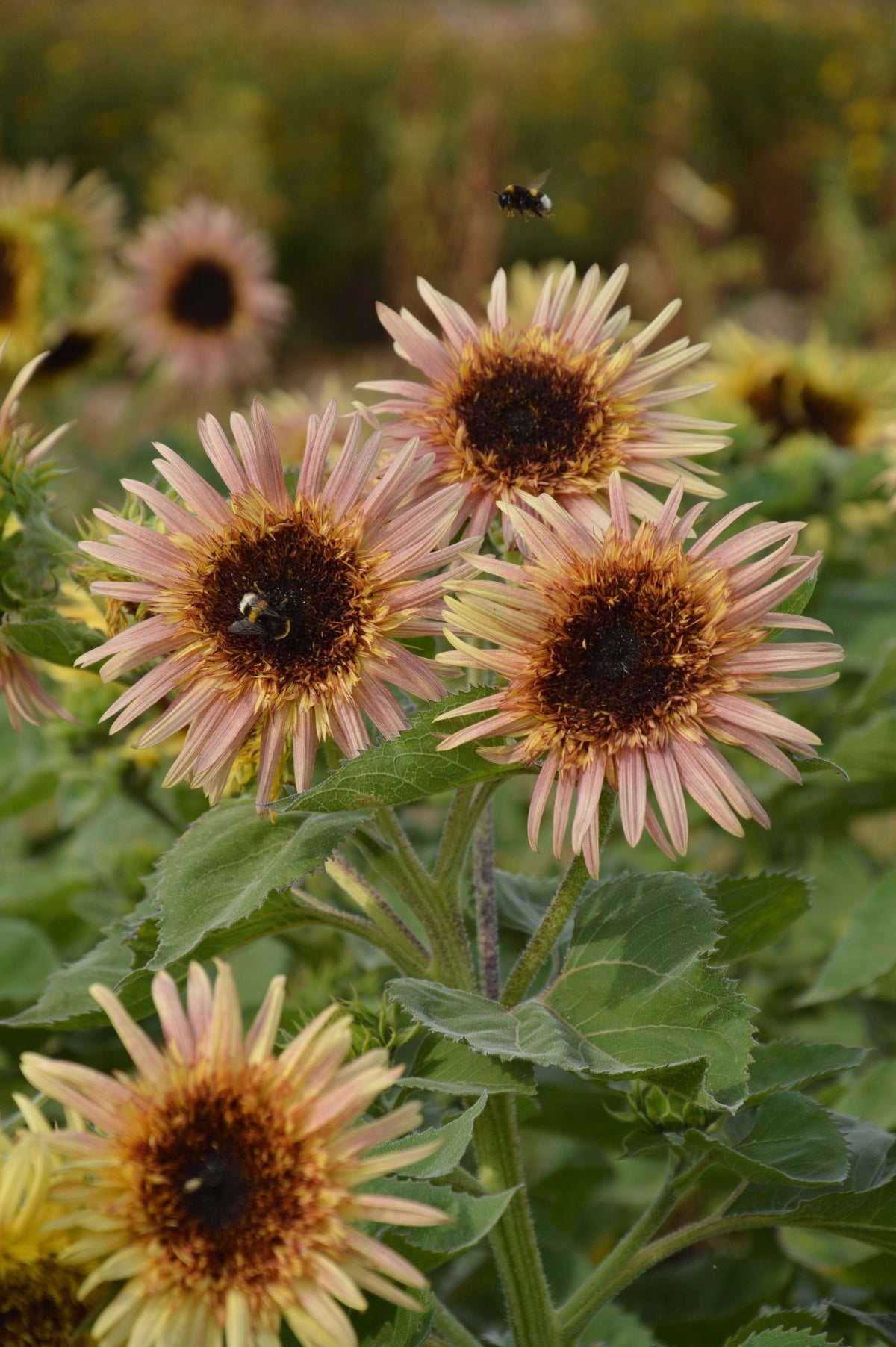 Helianthus annuus 'Astra Rose'