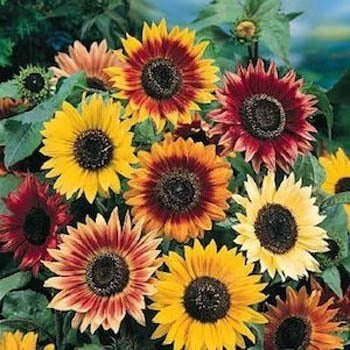 Helianthus annuus 'Autumn Beauty' / 'Herfstschoonheid'