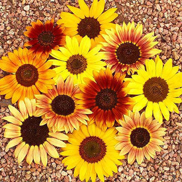 Helianthus annuus 'Autumn Beauty' / 'Herfstschoonheid'
