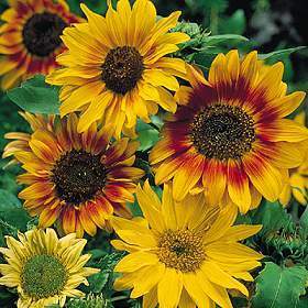 Helianthus annuus 'Autumn Beauty' / 'Herfstschoonheid'