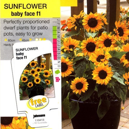 Helianthus annuus 'Babyface' F1