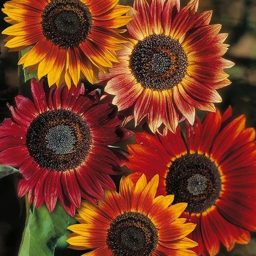 Helianthus annuus 'Avondzon' / 'Evening Sun'
