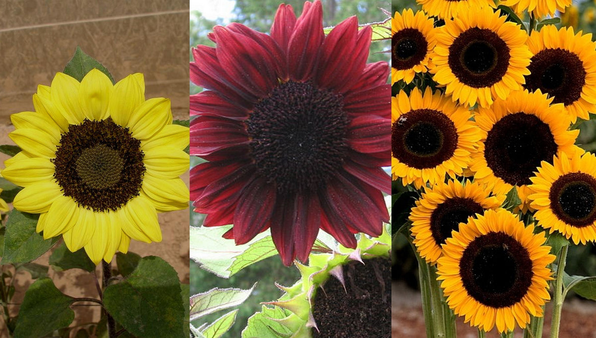 Helianthus annuus 'Black Centred Cutting Mix'