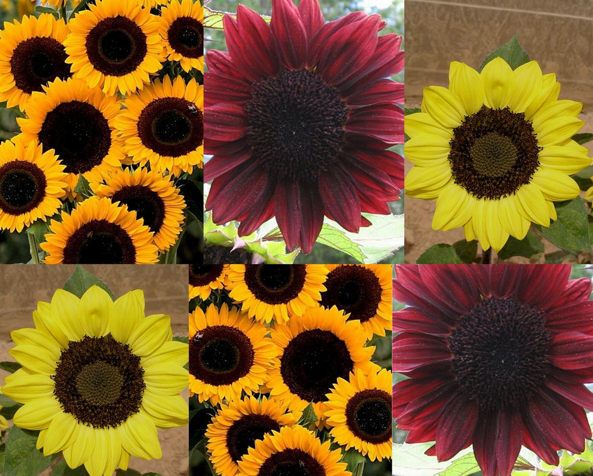 Helianthus annuus 'Black Centred Cutting Mix'