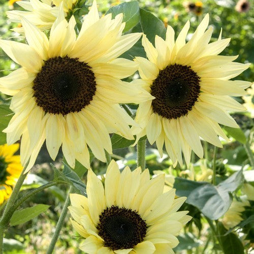 Helianthus annuus 'Buttercream' F1 / 'Pro Cut White Nite'