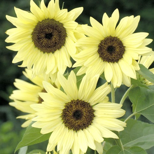 Helianthus annuus 'Buttercream' F1 / 'Pro Cut White Nite'