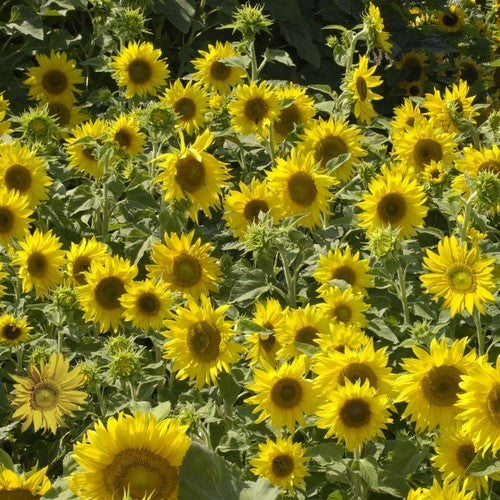 Helianthus annuus 'Dwarf Yellow Spray' / 'Irish Eyes' / 'Car'