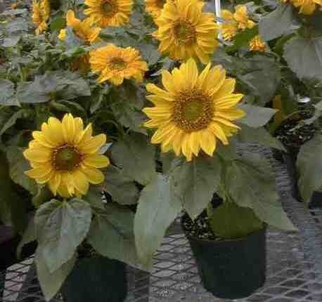 Helianthus annuus 'Topolino'