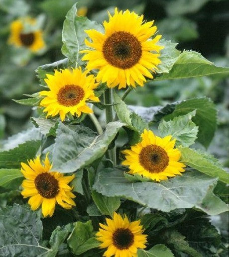 Helianthus annuus 'Topolino'