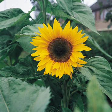 Helianthus annuus 'Mongolian'
