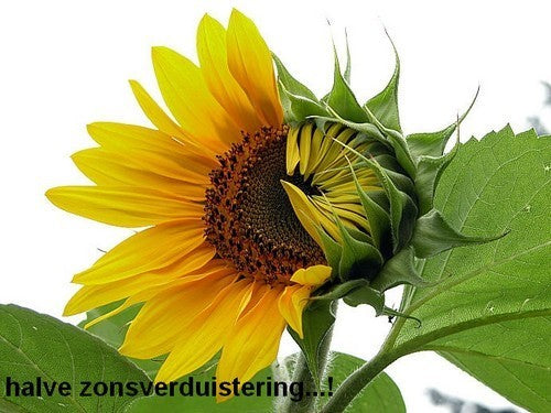 Helianthus annuus 'Mongolian'