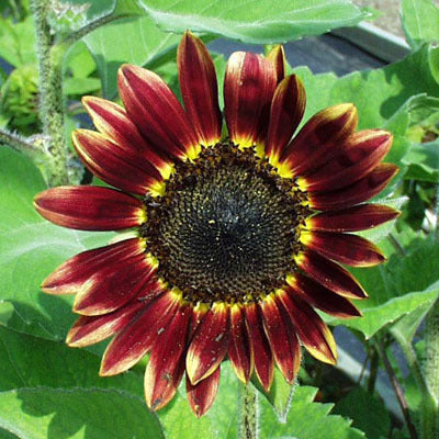 Helianthus annuus 'Florenza'
