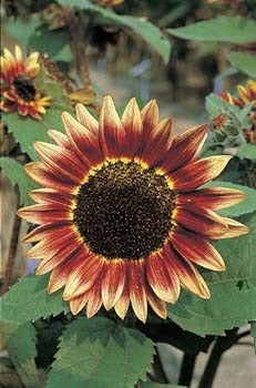 Helianthus annuus 'Florenza'
