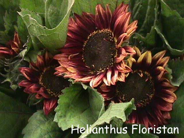 Helianthus annuus 'Florenza'