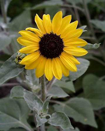 Helianthus argophyllus 'Gold & Silver'