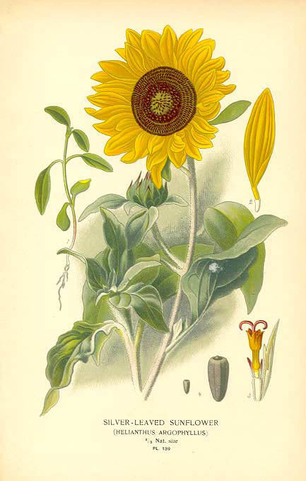 Helianthus argophyllus 'Gold & Silver'