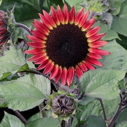Helianthus annuus 'Desire Red' F1