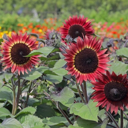 Helianthus annuus 'Desire Red' F1