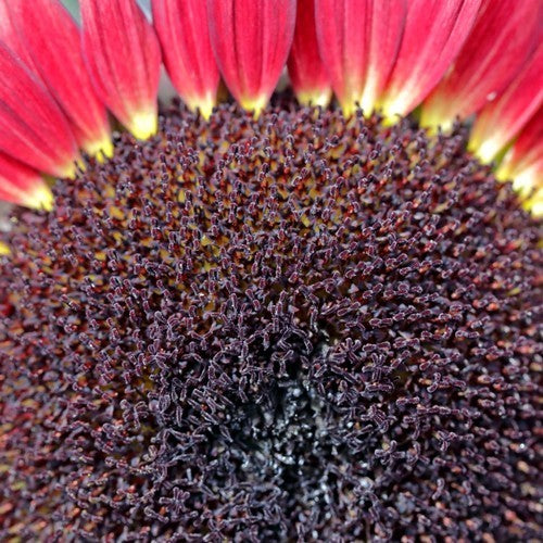 Helianthus annuus 'Desire Red' F1