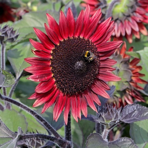 Helianthus annuus 'Desire Red' F1