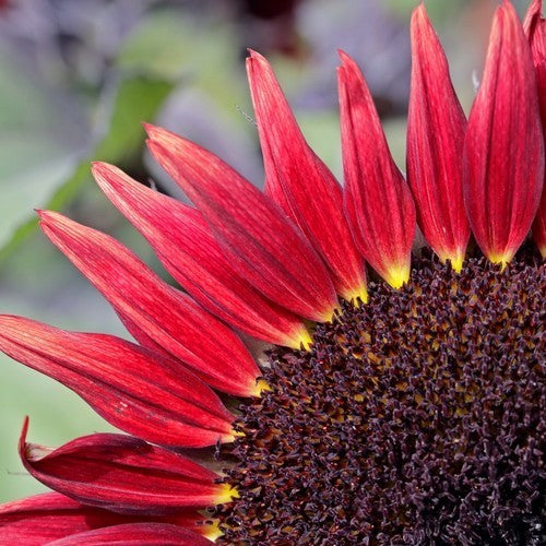 Helianthus annuus 'Desire Red' F1