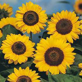 Helianthus annuus 'Domino'