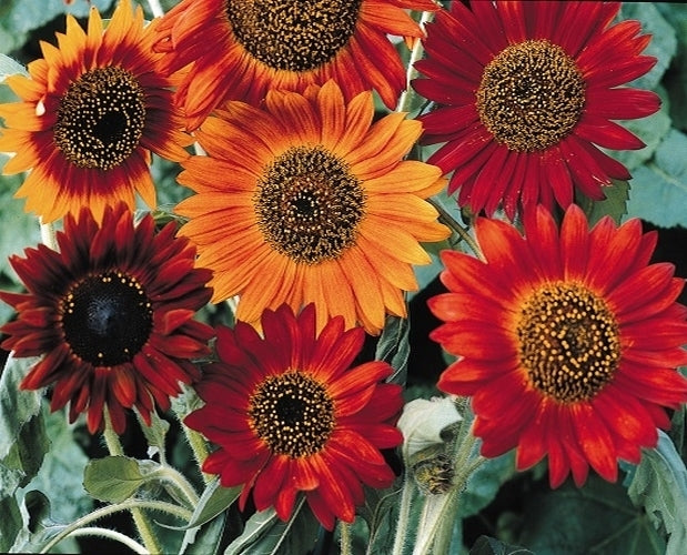 Helianthus annuus 'Earth Walker'