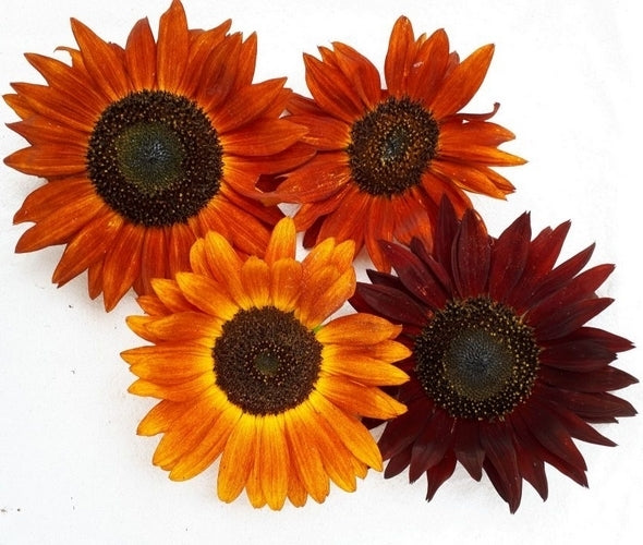 Helianthus annuus 'Earth Walker'