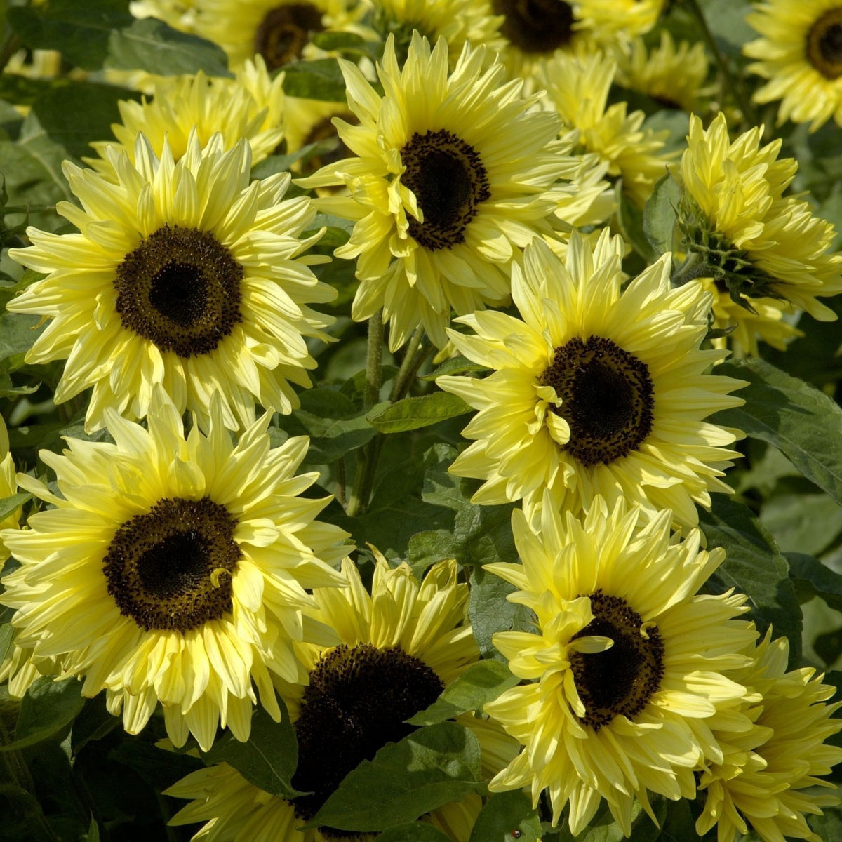 Helianthus annuus 'Garden Statement'