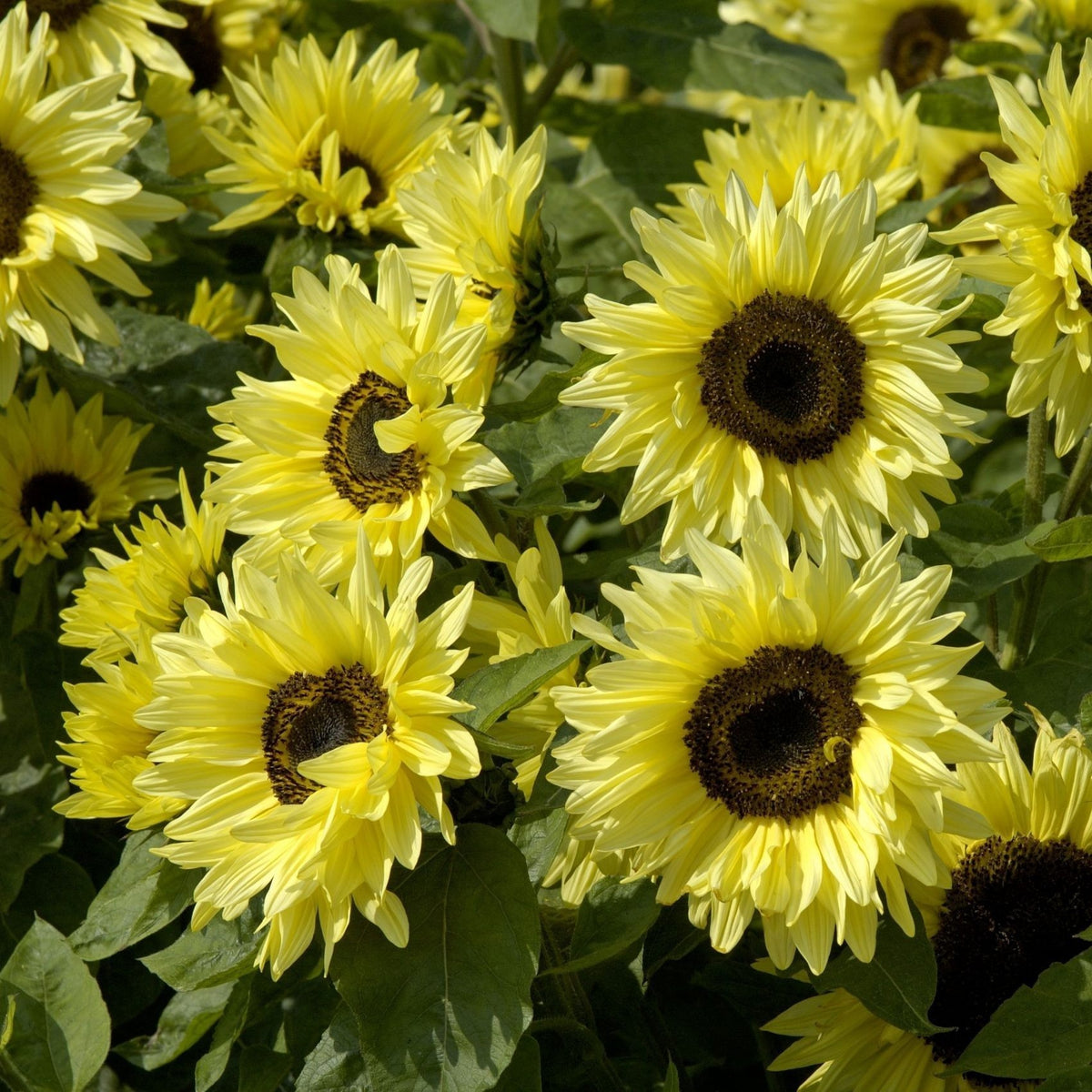 Helianthus annuus 'Garden Statement'